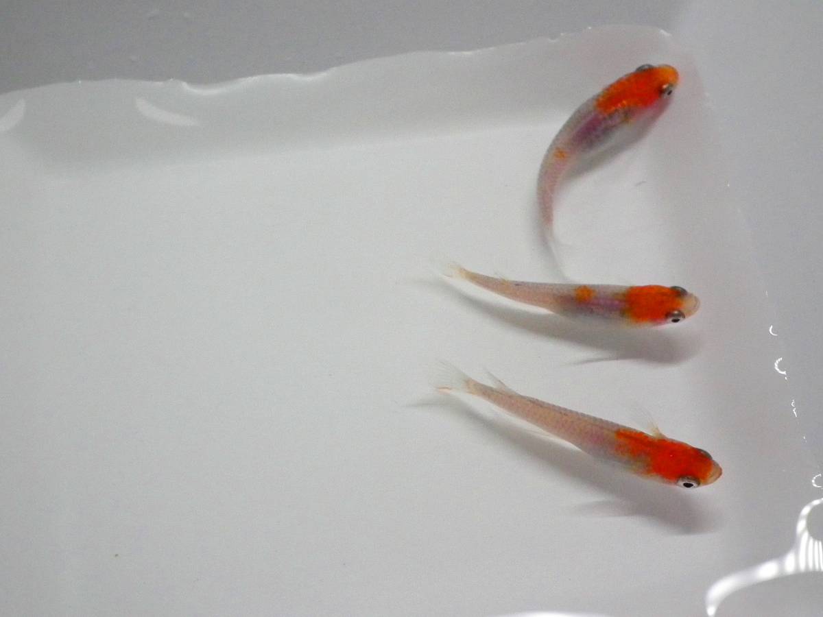  ラスト増量 幼魚 今季最高の赤 朱赤紅白めだかの幼魚15匹 送料安のヤフネコ便 No.2(めだか)｜売買されたオークション情報、yahooの商品情報をアーカイブ公開 - オークファン めだか