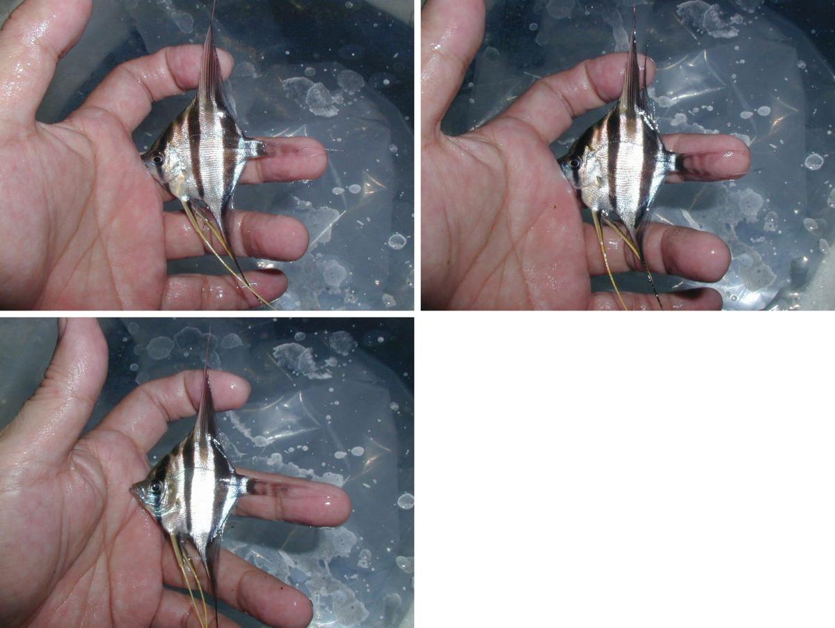 h257861515.2