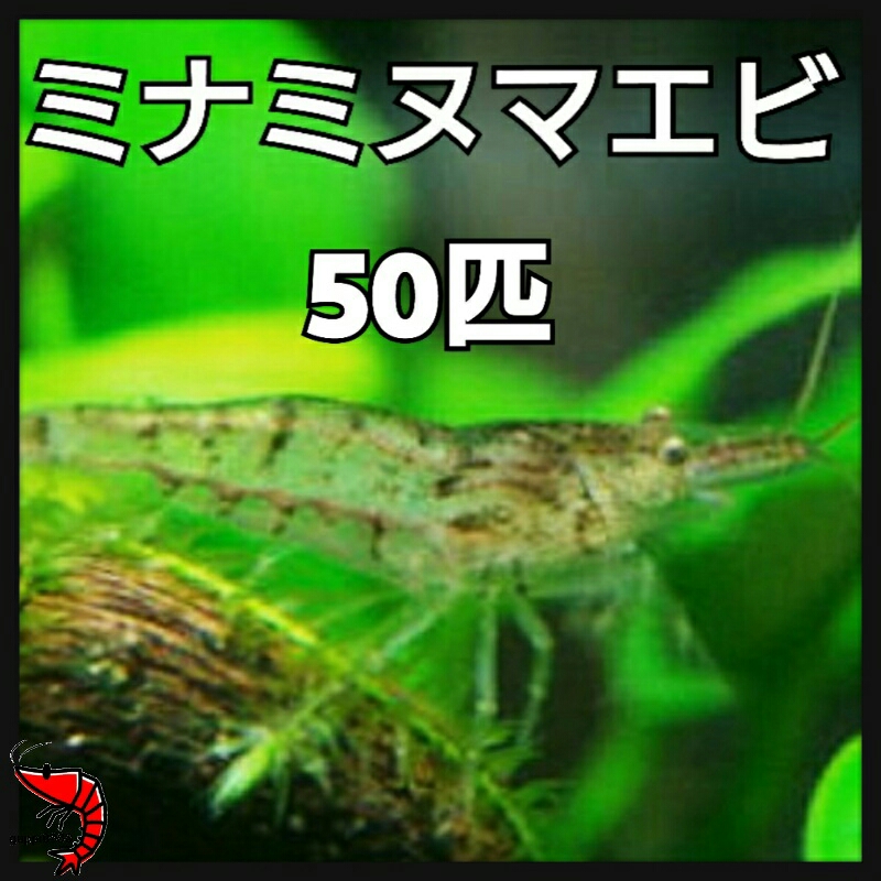 限定1円スタート ミナミヌマエビ 50匹 熱帯魚 コケ取り 観賞用 屋外飼育 屋外水槽 メダカ オススメ(ヌマエビ)|売買されたオークション ...