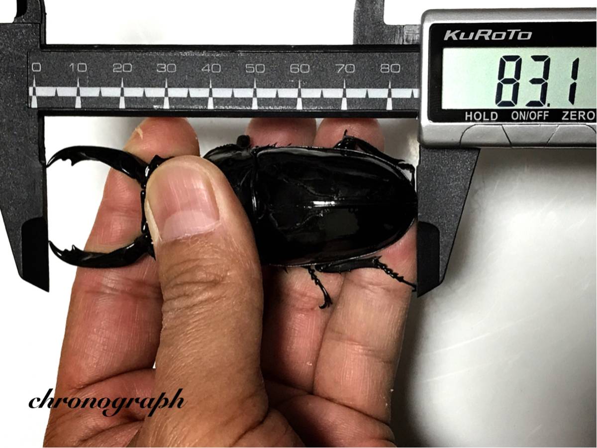 【クロノグラフ】即ブリ レギウスオオツヤクワガタペア 83.1mm♂×47.7mm♀