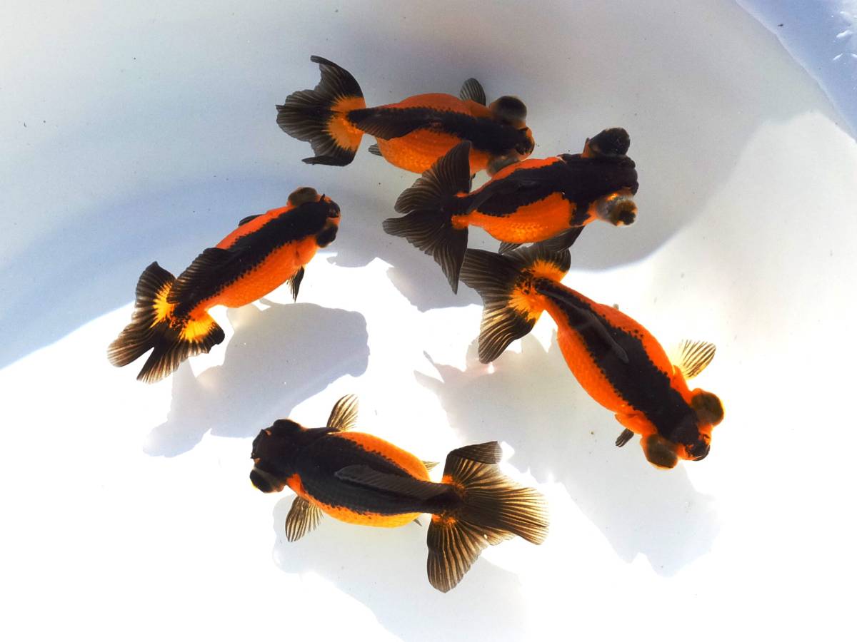 レア・カラー！　国産　蝶尾！５匹セット　当歳　７cm　　●　4
