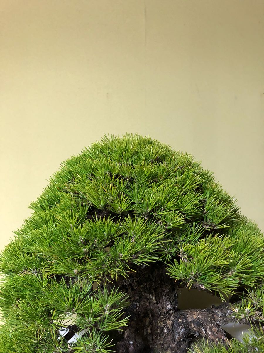 【盆栽】 黒松〈凄烈〉中品盆栽 素晴らしい絶品 即展示可能 格安から出品