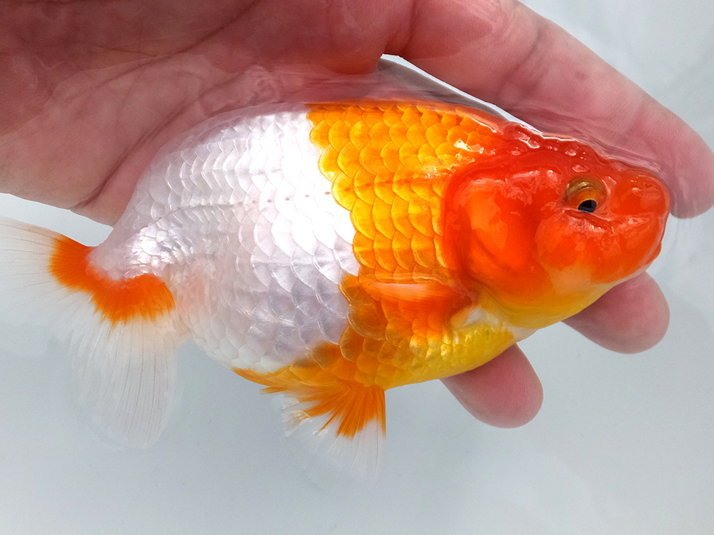 遠州金魚】 浜松優良系統 ⑦ 当歳 上種 14cm 雄 らんちゅう村当歳