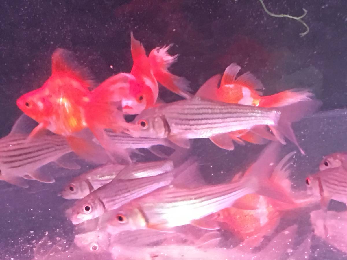 カンボジアタイガーバルブ１８０ｍｍ±