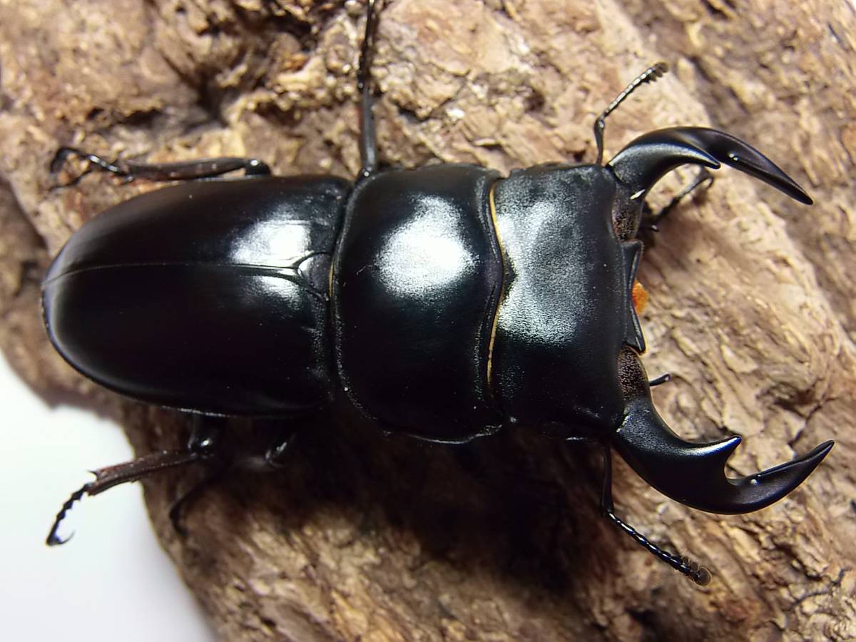 ★ 大型 カミジョウオオクワガタ　新成虫ペア カミジョウ　★