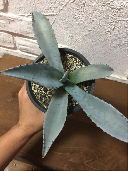 アガベ フランゾシニー Agave franzosinii 希少種 アガベ