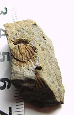 アリゾナ州で発掘された超大型珪化木の化石重量なんと 12112470