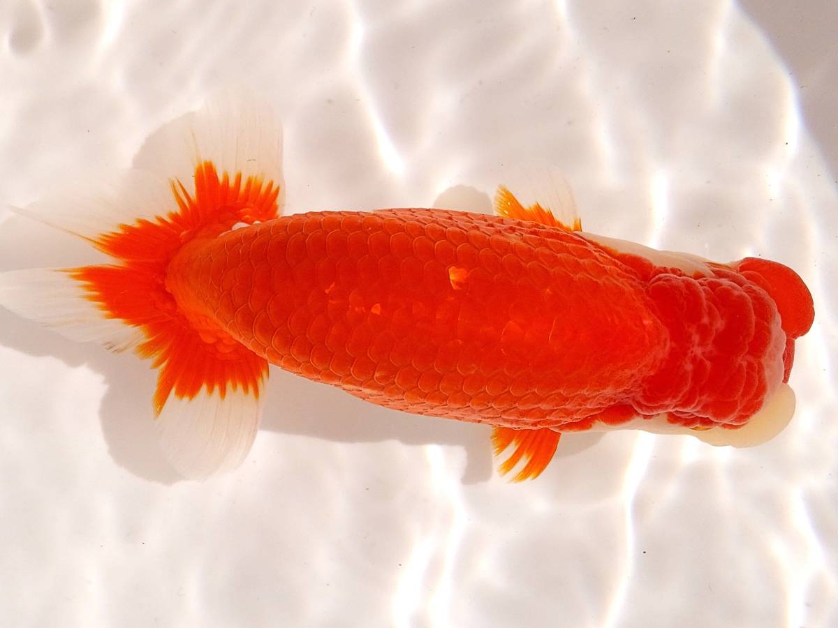 ■日らん優等兄弟魚■荻谷冨士夫氏作仔・明2歳・14cm雄■F-6■