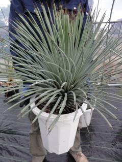 Edg アガベ ストリクタ メキシカン ブルー ユッカ 多肉植物 超選抜株 アガベ 売買されたオークション情報 Yahooの商品情報をアーカイブ公開 オークファン Aucfan Com