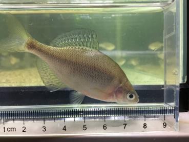 ゼニタナゴ プラチナ たなご (2ペア ブリード個体) ゼニタナゴ 