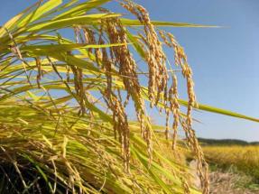 長野県産コシヒカリ玄米２０Ｋｇ