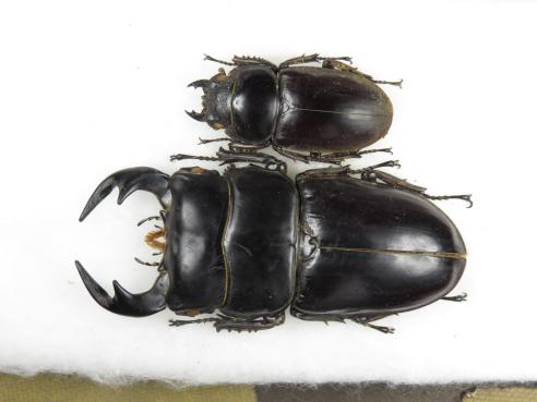 【激安大特価，得価】 標本博物館：虫研 大型ミャンマーアンタエウス♂♀セット クワガタムシ 標本 剥製 昆虫 博物館 大学 研究(その他)｜売買されたオークション情報、yahooの商品情報をアーカイブ公開 - オーク その他
