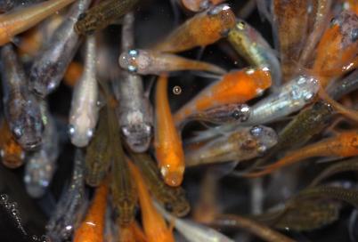 めだか メダカ 50匹の通販 ミックス : 光 | 卑弥呼めだか 「稚魚10匹 
