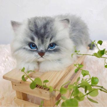 nenneco 羊毛フェルト 猫 チンチラシルバー ハンドメイド 長毛 ねこ