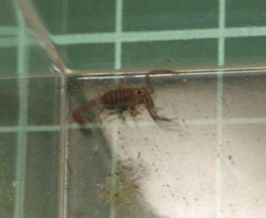 新作登場，お得 イエローデビルスコーピオンCB3匹(虫類)｜売買されたオークション情報、yahooの商品情報をアーカイブ公開 - オークファン その他