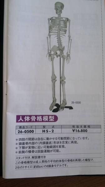 ★新品・在庫処分★リテン製　人体骨格模型_1