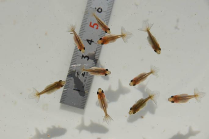 金魚 金魚王子土佐金(土佐錦魚) 7±1cm前後 A goldfish 土佐錦魚を 土佐 