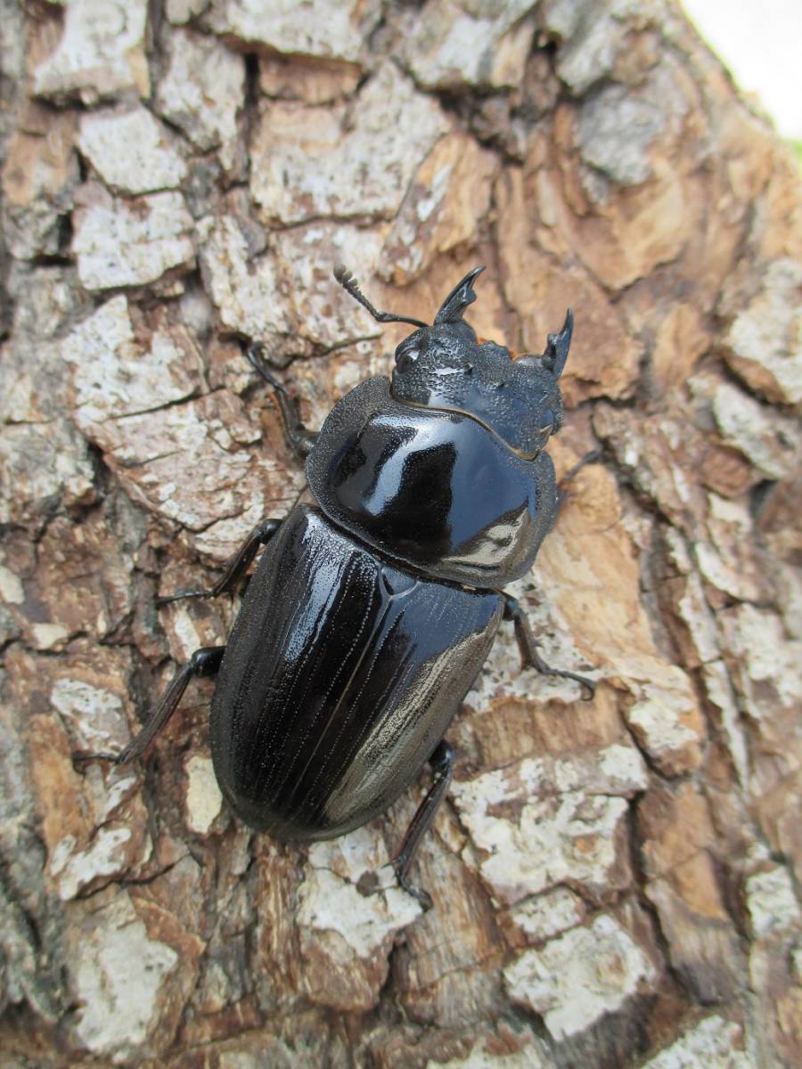 能勢YG血統 能勢YG血統 成虫1♂2♀（♂87.5mm＋♀55.5mm+♀56.0mm 