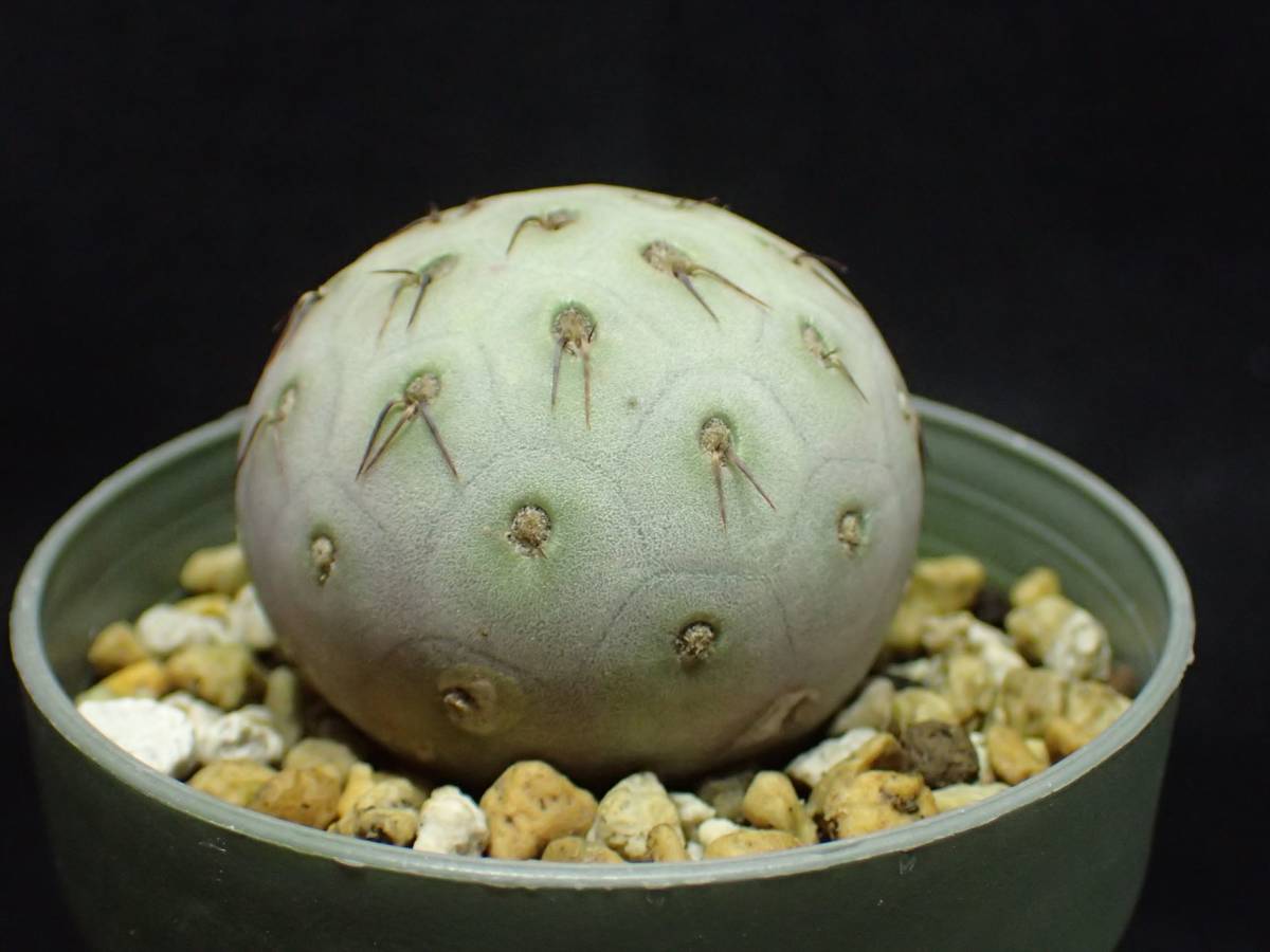 □テフロカクタス ゲオメトリクス □ 多肉植物 サボテン ,□テフロ
