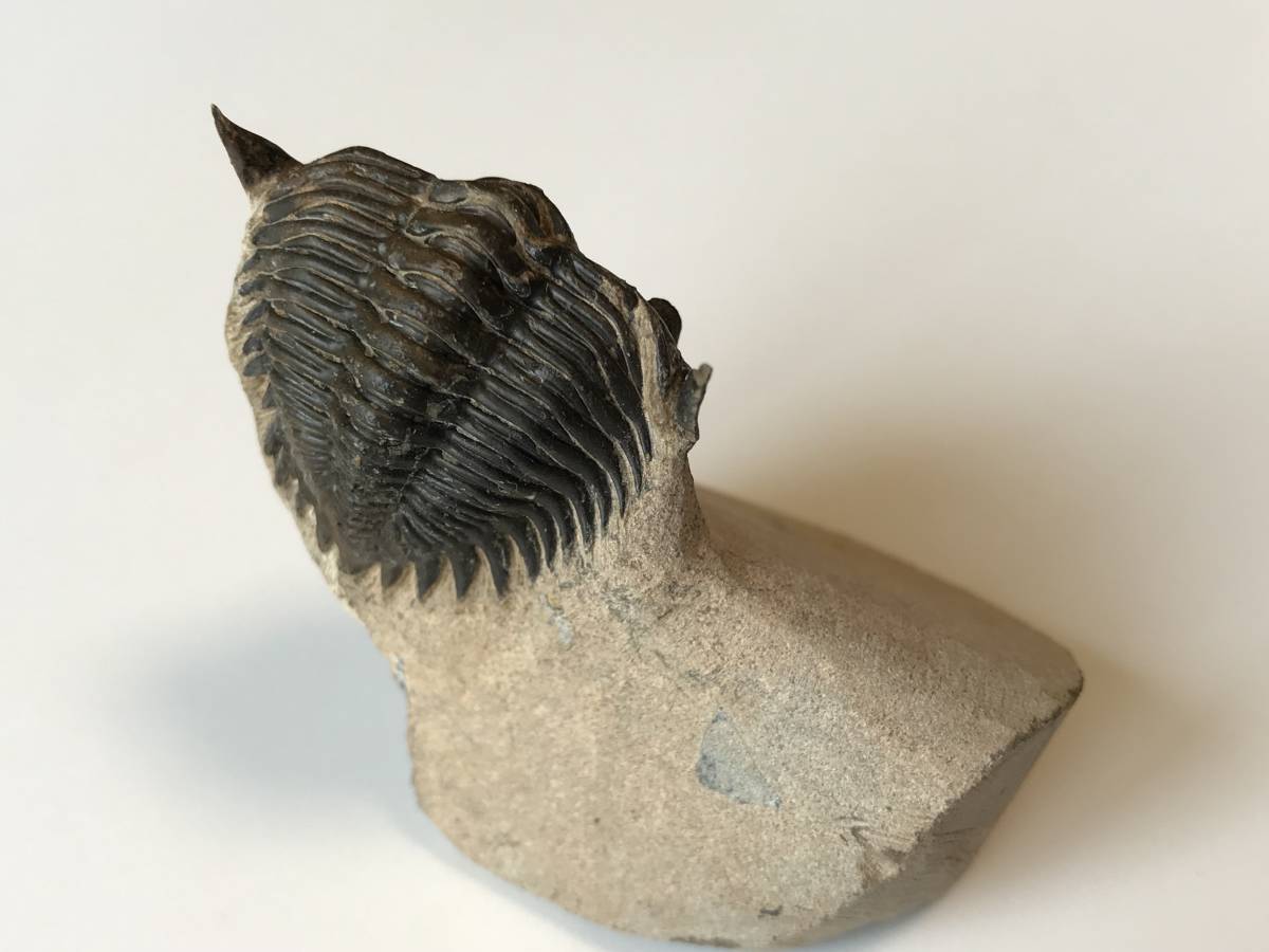 ☆古生代デボン紀の三葉虫「メタカンティナ」化石 33 モロッコ産の