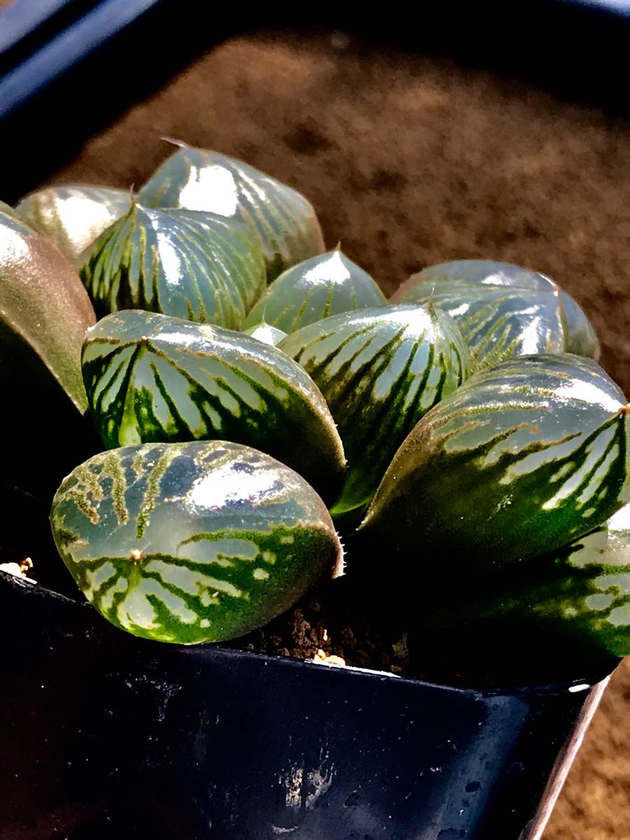 ハオルチア 多肉植物 紫王オブツーサ錦糊斑 自家繁殖 多肉植物 ハオルチア 多肉植物 紫王オブツーサ錦糊斑 自家繁殖 多肉植物