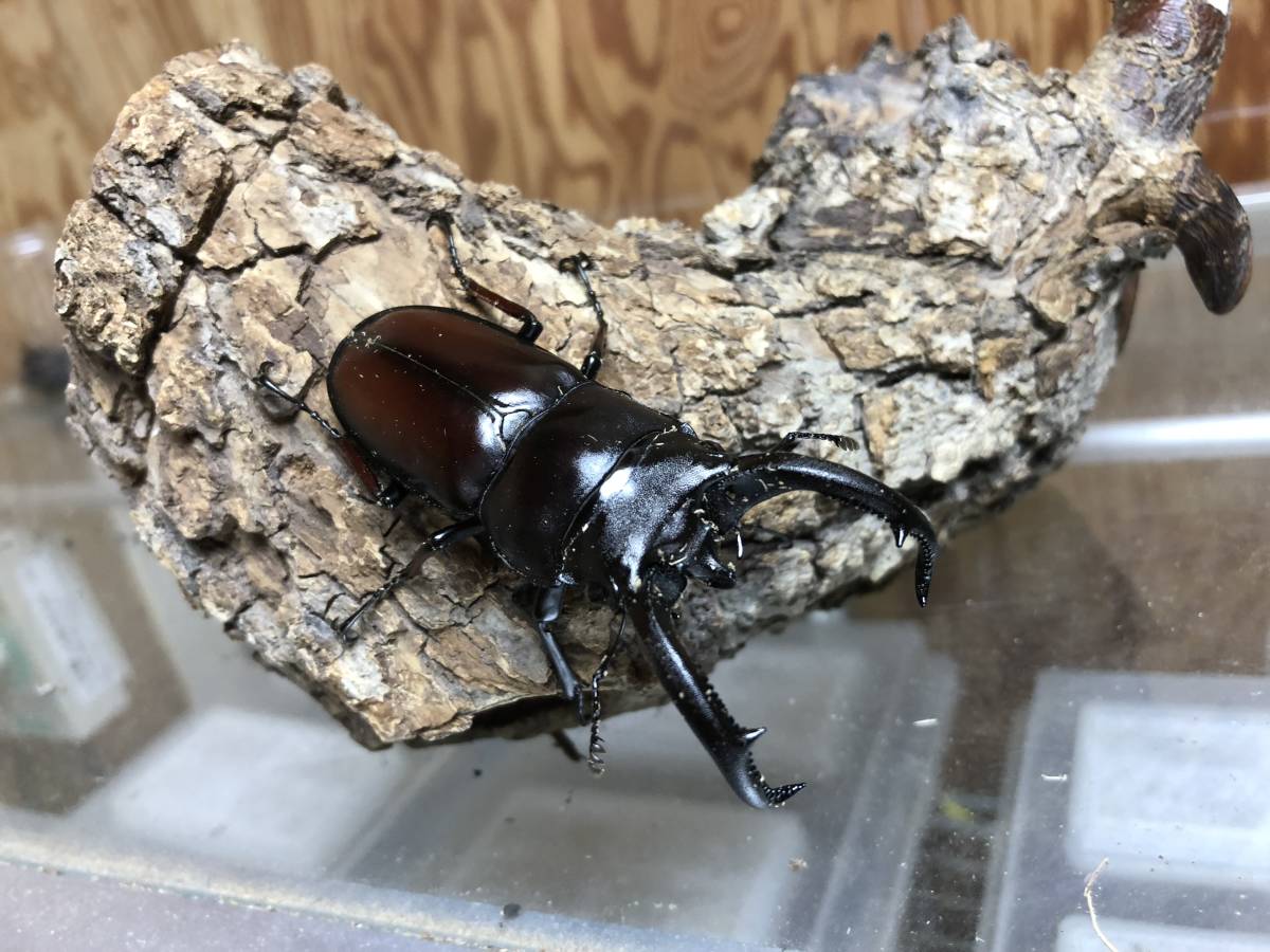 KE-NON ケノン 光美容器 脱毛器 エムテック 光美容器KE-NON（ケノン） VIO