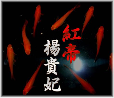 増量 鬼赤強 紅帝楊貴妃 めだか 卵３０個 A ようきひ メダカの卵 めだか メダカ 卵 だるま 鉢 艶 めだか 売買されたオークション情報 Yahooの商品情報をアーカイブ公開 オークファン Aucfan Com