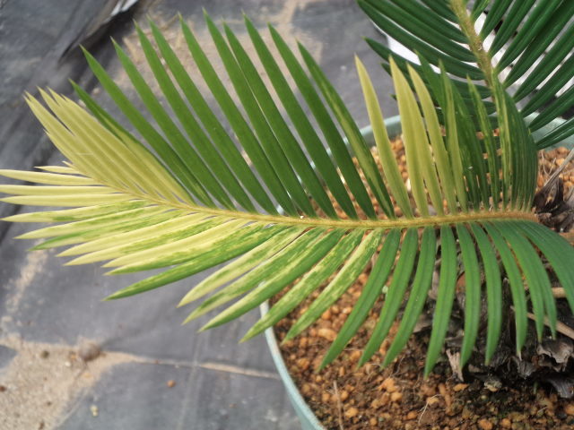 蘇鉄 斑入り ホワイト葉 塊根植物 コーデックス黄金ソテツ