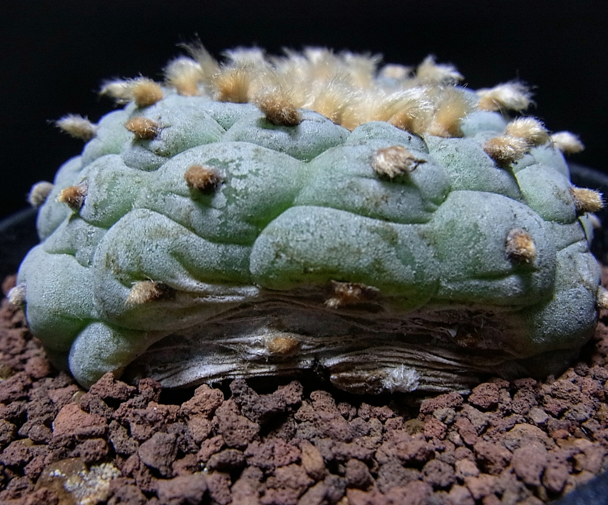多肉植物 サボテン ロホホラ 小疣系 銀冠玉 実生 サボテン カキ仔 翠冠