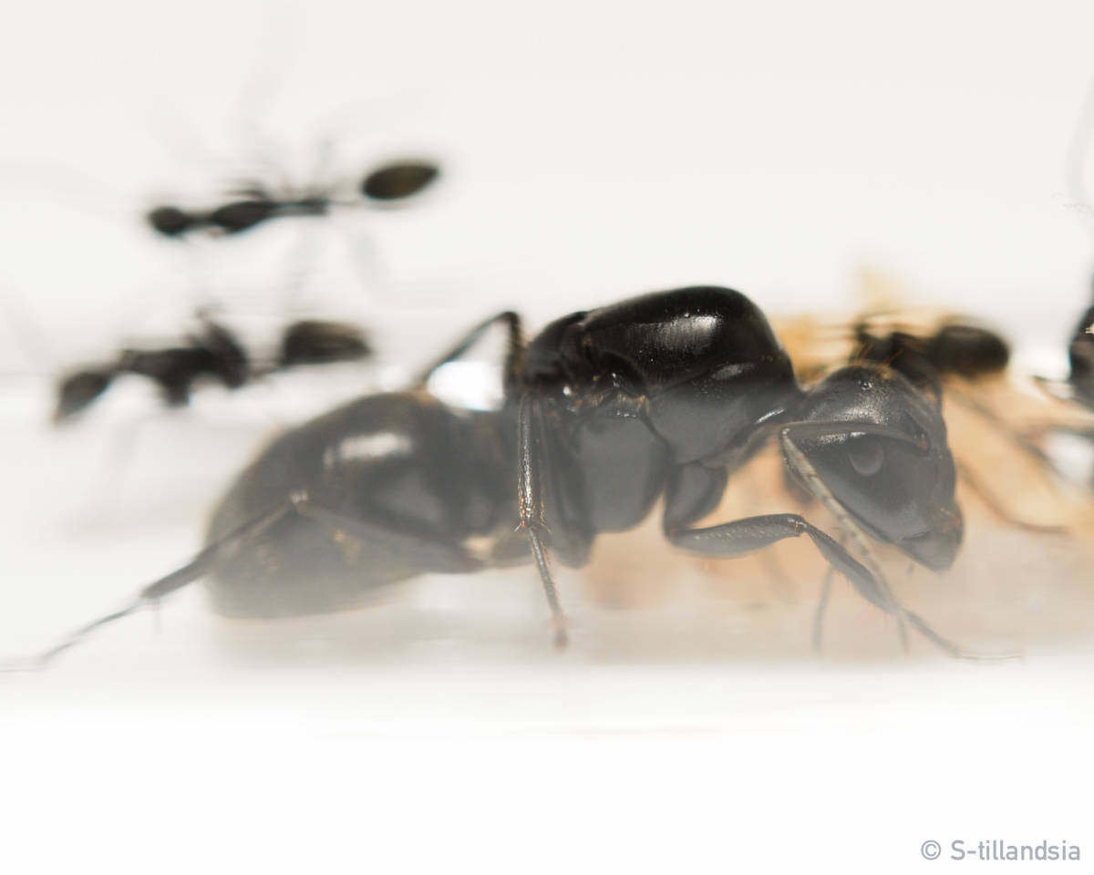 S Ant Camponotus Japonicus クロオオアリ 新女王アリ 飼育ケースセット 虫類 売買されたオークション情報 Yahooの商品情報をアーカイブ公開 オークファン Aucfan Com