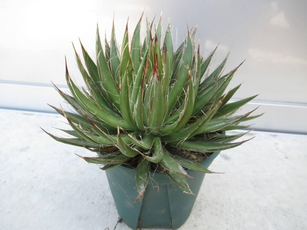 アガベ 笹の雪 綴化 苗 観葉植物 同梱可能 アガベ 笹の雪