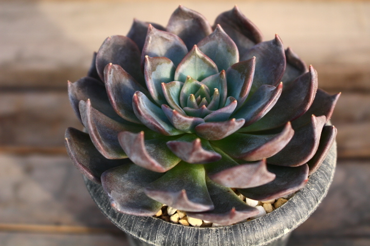 サボテン 多肉植物 83 ユーフォルビア ツルビニフォルミス 接木