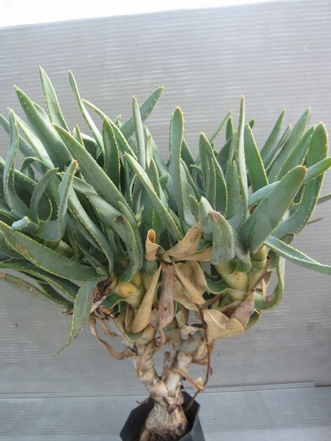 サボテン 多肉植物 83 ユーフォルビア ツルビニフォルミス 接木
