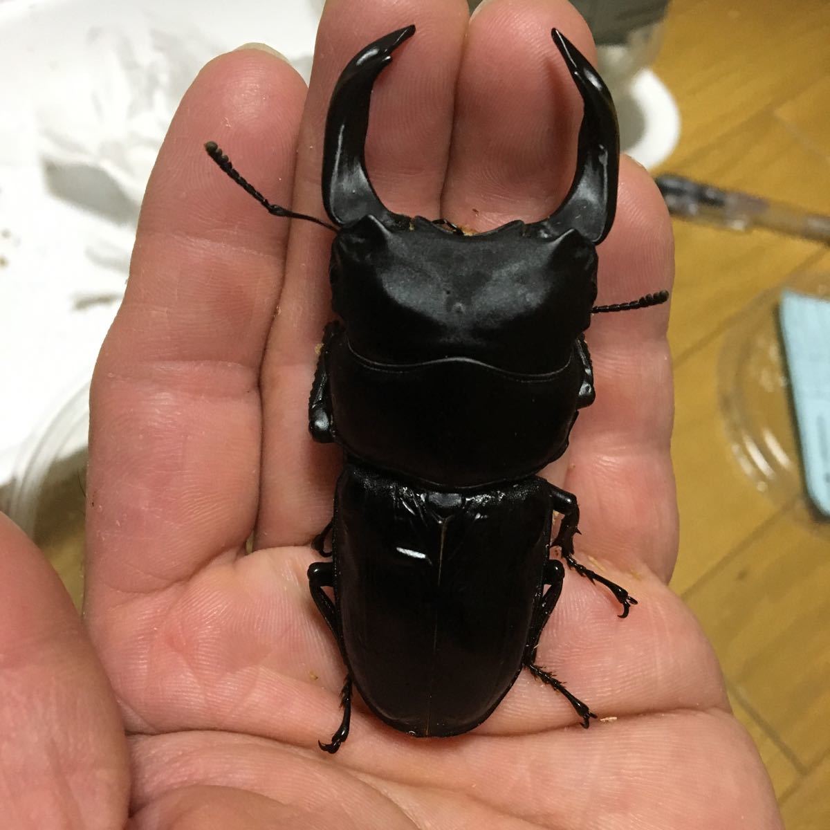 新成虫 能勢YG血統 極工房 新成虫ペア | オオクワガタ ペア YG血統 0