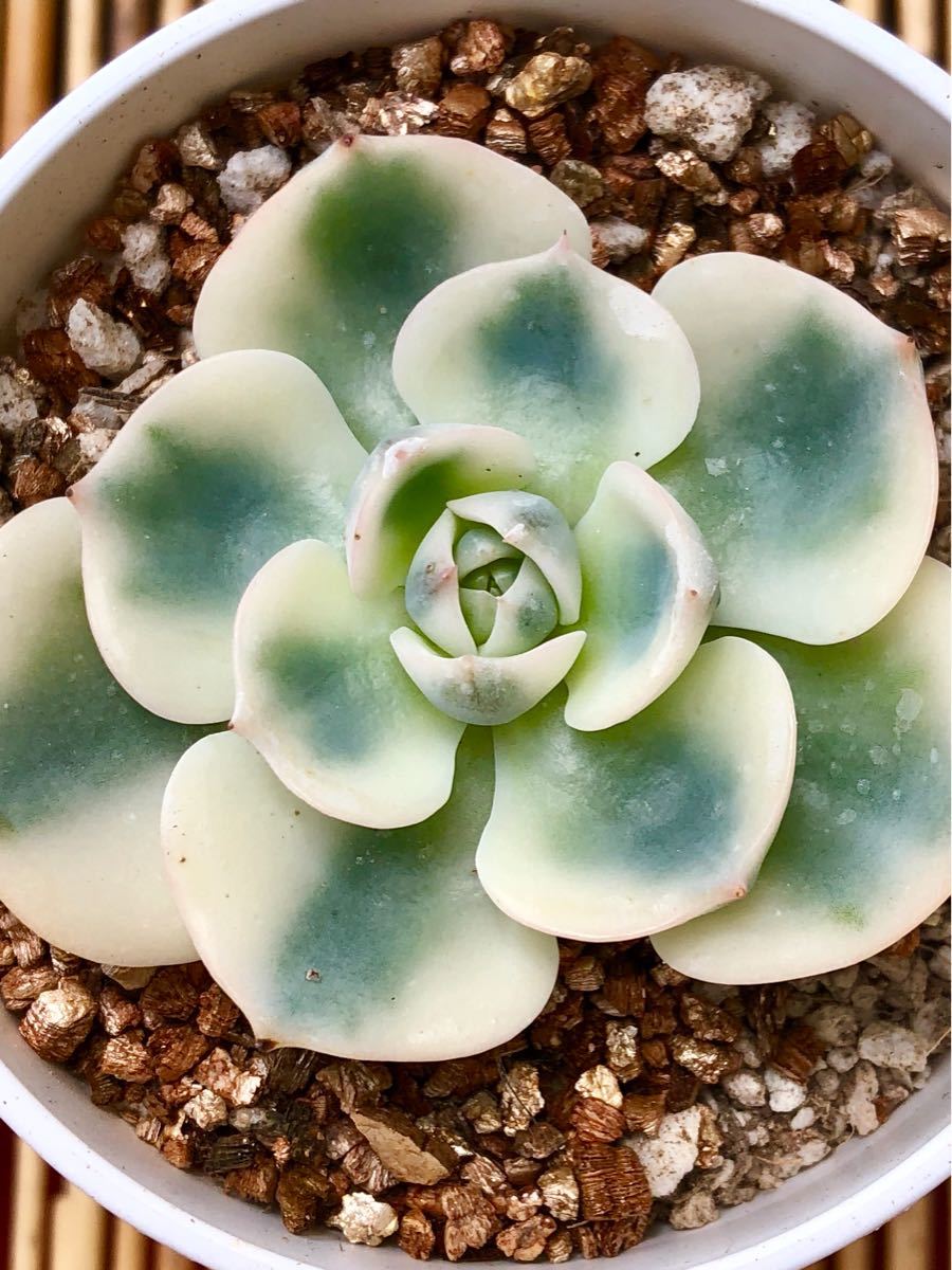 ☆ルノーディーン(丸葉)☆エケベリア☆多肉植物