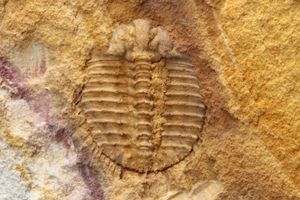 三葉虫 化石のYahoo!オークション(旧ヤフオク!)の相場・価格を見る