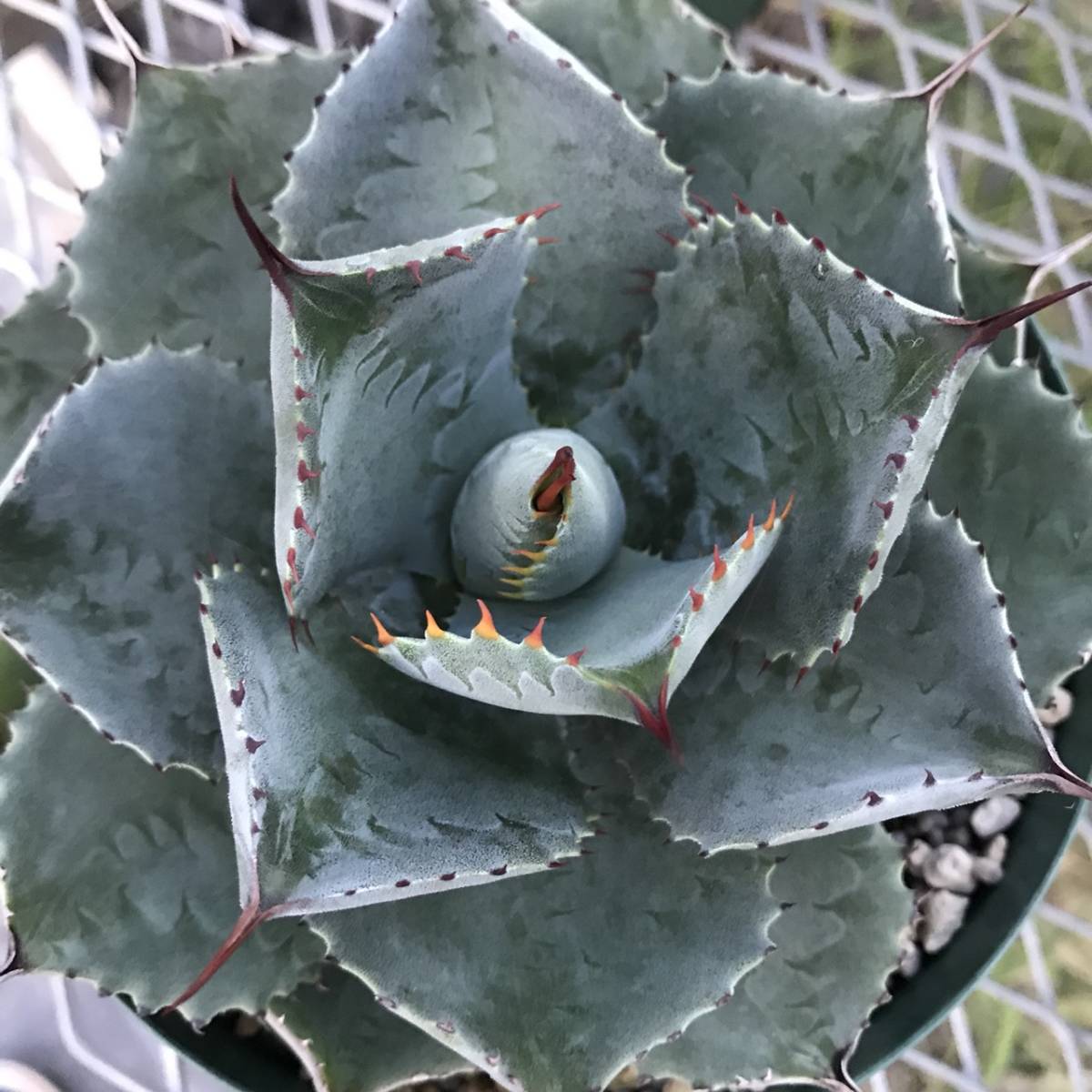 秋の大植物祭!Agave(アガベ)-雷神