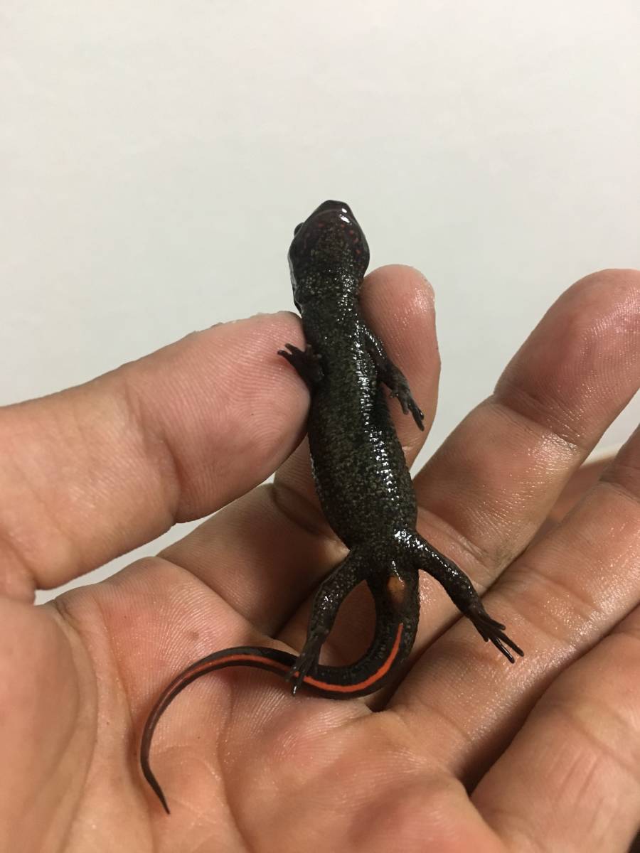 極美！ 一点物 ぜひご覧ください！ アカハライモリ