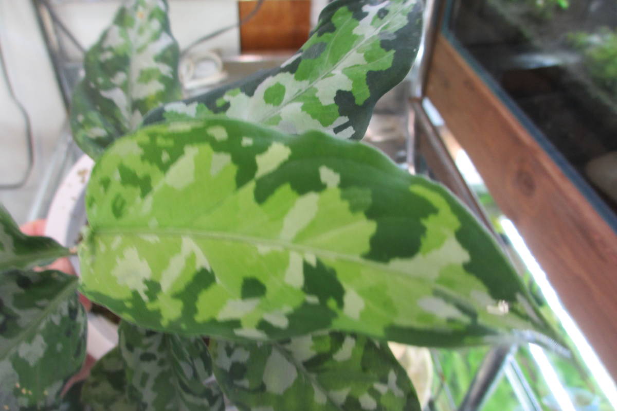 ☆ 子株付！ アグラオネマ アンダマン諸島 ポートブレア 北部地域 出射