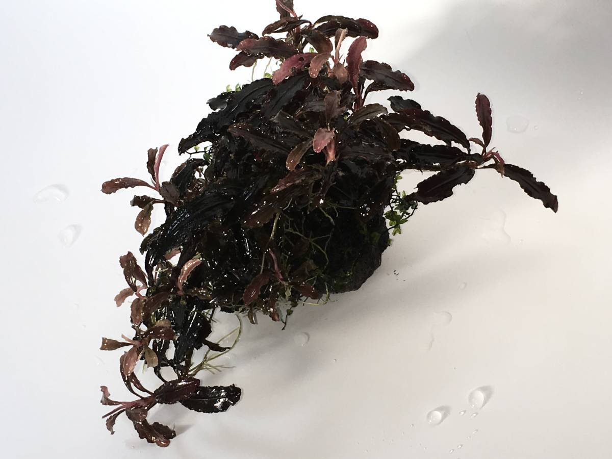 ブセファランドラ クダガン 溶岩石付き【19株セット】 2種類2個セット