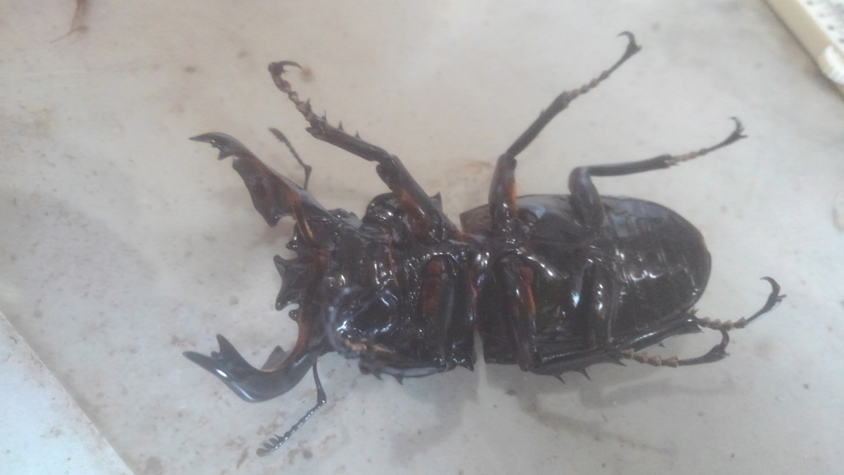 タランドゥスオオツヤクワガタペア その2 【公式通販】