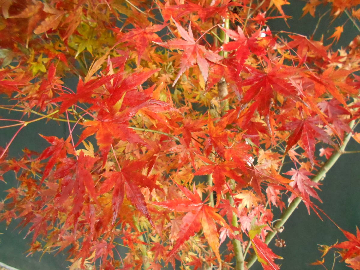 ◇◇イロハモミジ 株立 紅葉 ◇◇737 【公式通販】