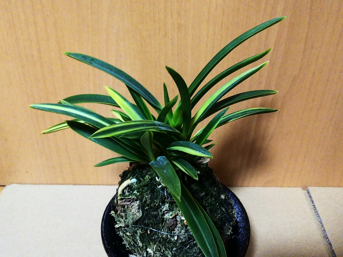 pastakaraさん専用富貴蘭 八十宮錦(地味上柄株立ち) 富貴蘭