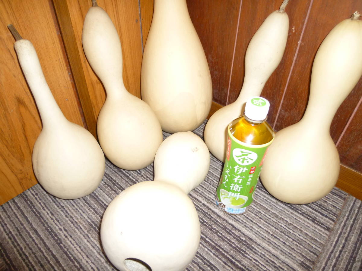 美形　ひょうたんランプ　　素材　少し大き目　素ひょうたん　6個　61