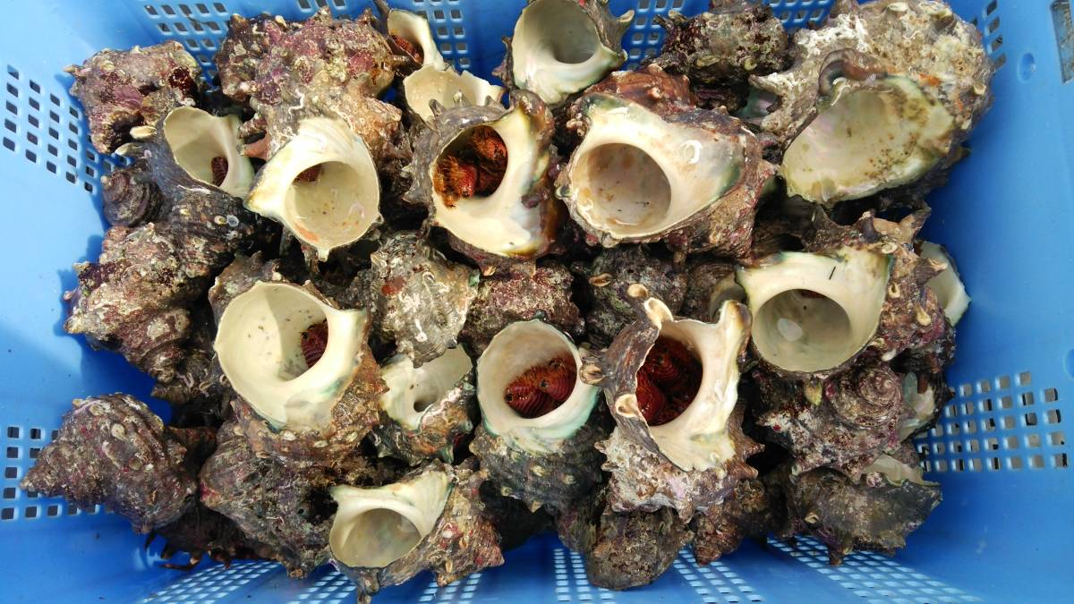 漁師直送 石鯛釣りの餌 冷凍オニヤドカリ匹 冷凍餌 売買されたオークション情報 Yahooの商品情報をアーカイブ公開 オークファン Aucfan Com 漁師直送 石鯛釣りの餌 冷凍オニヤドカリ匹 冷凍餌 売買されたオークション情報 Yahooの商品情報をアーカイブ公開 オークファン Aucfan Com