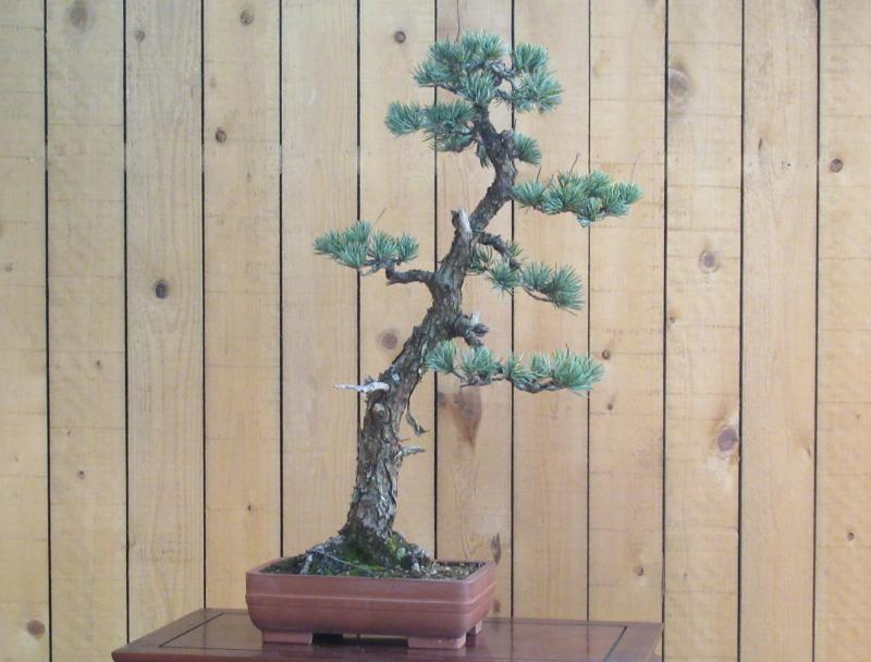 五葉松盆栽」文人木/極古(504) 2104-1702