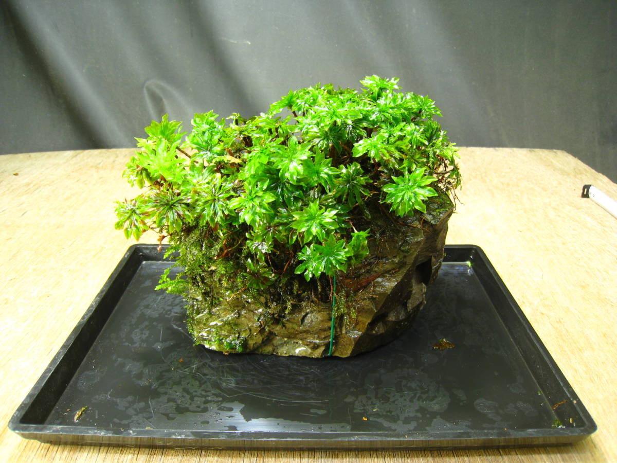 彡コケ植物 珍 オオカサゴケ コケ石 天然 苔 コケリウム テラリウム 盆栽 山野草 シダ 119-10(鉢植え)｜売買されたオークション情報 ...