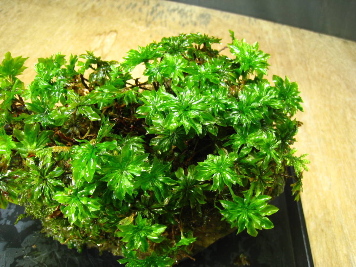 彡コケ植物 珍 オオカサゴケ コケ石 天然 苔 コケリウム テラリウム 盆栽 山野草 シダ 119-10(鉢植え)｜売買されたオークション情報 ...
