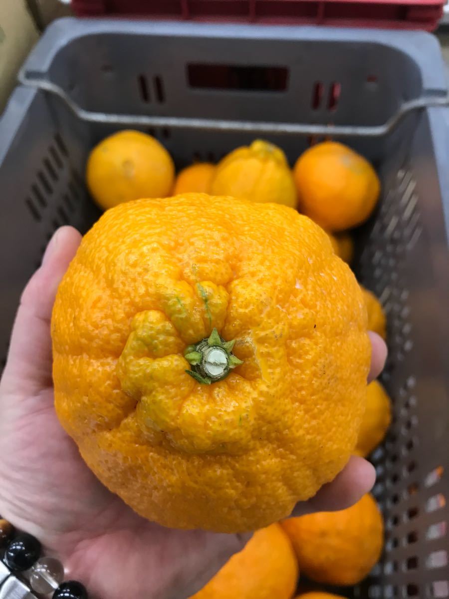 愛媛県産！！デコポン！家庭用10キロ☆彡