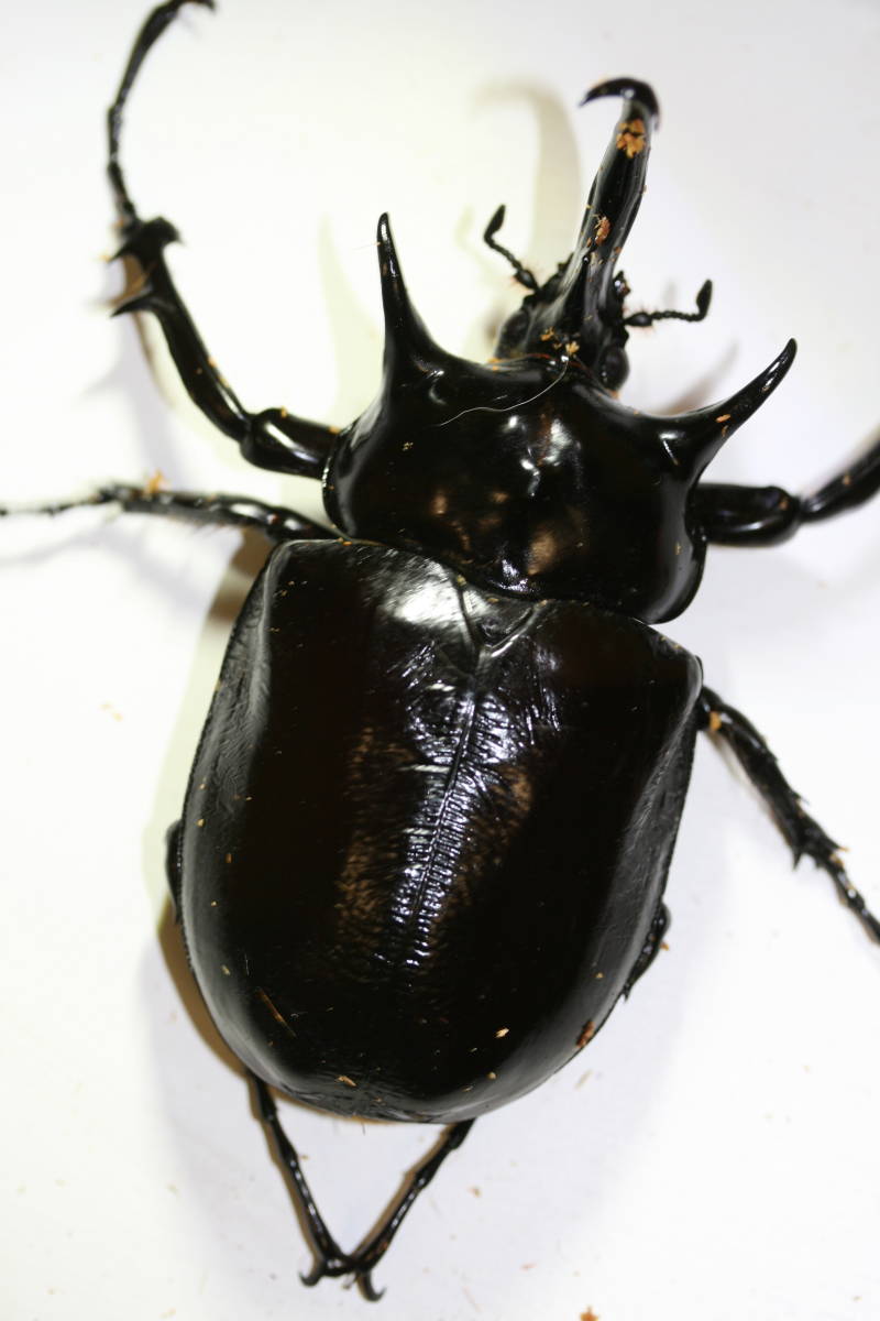 昆虫用品 マルスゾウカブト死虫